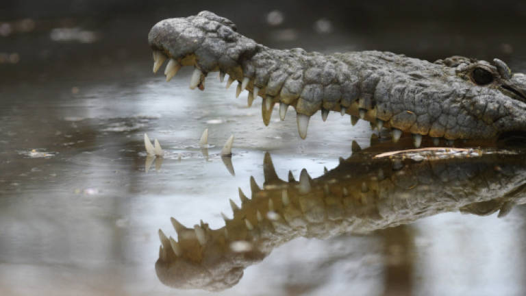 Teenage girl feared dead in crocodile attack