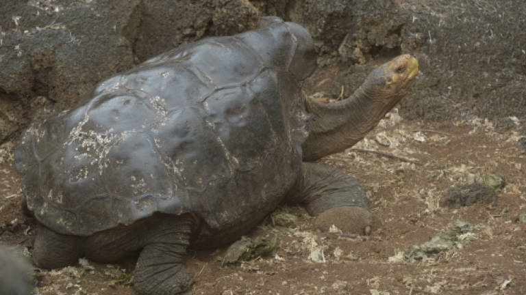 Sexploits of Diego the Tortoise save Galapagos species