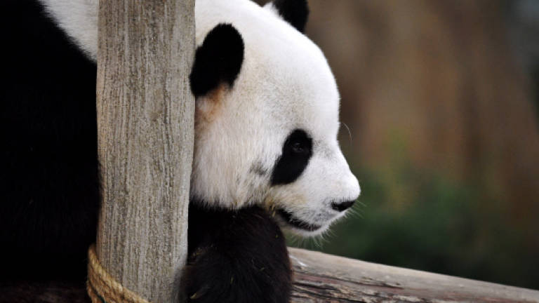 Second panda cub is female: Wan Junaidi