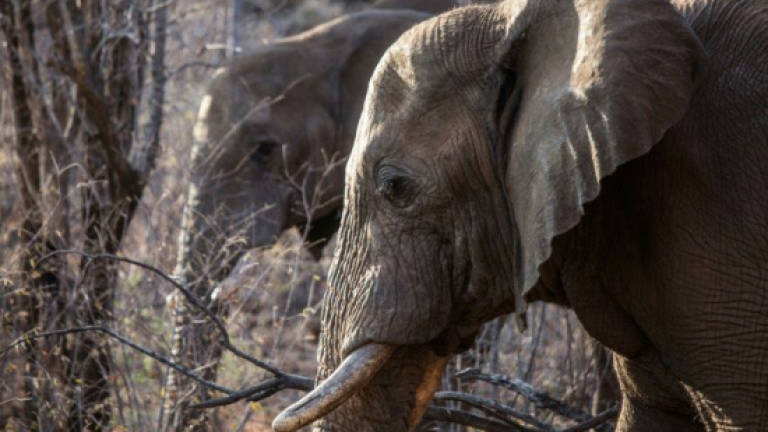 US to allow Zimbabwe elephant trophy imports