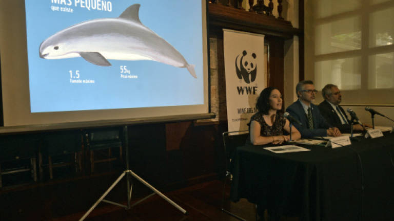 Endangered vaquita marina porpoise could be extinct by 2018: WWF