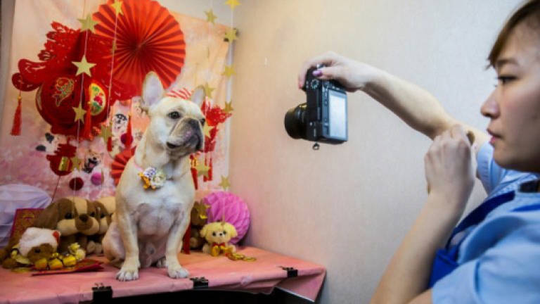 Milk spas and manicures: A Hong Kong dog's life