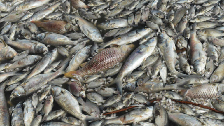 Fish farm allegedly using pig carcasses as feedstock ordered to close
