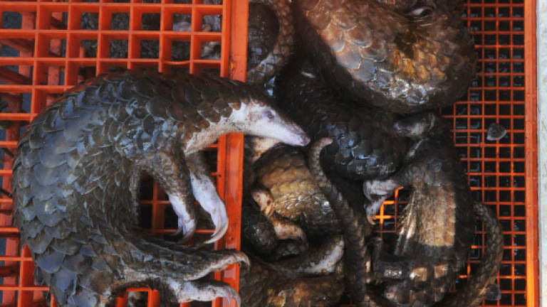 Indonesia seizes pangolins, scales worth US$190,000