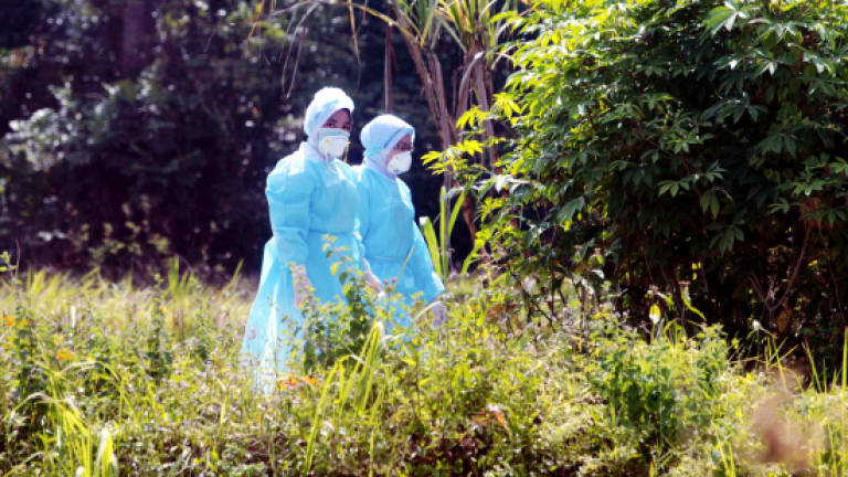 Kelantan H5N1: No new locations and infections reported