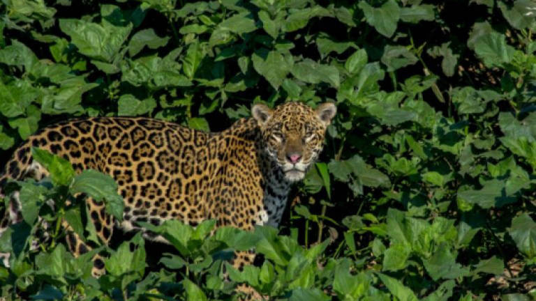 Bolivia's jaguars facing threat from Chinese fang craze