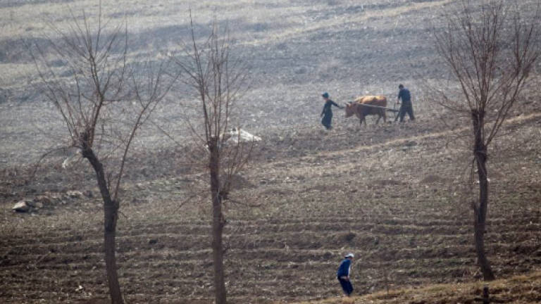 Food shortage fears as N. Korea faces worst drought in 15 years: UN