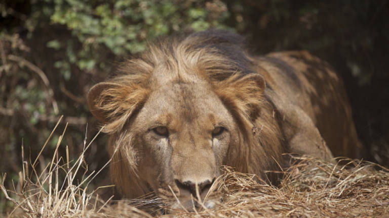Ethiopia's 'Iron Lion Zion' cats fading fast Ethiopia's 'Iron Lion Zion' cats fading fast