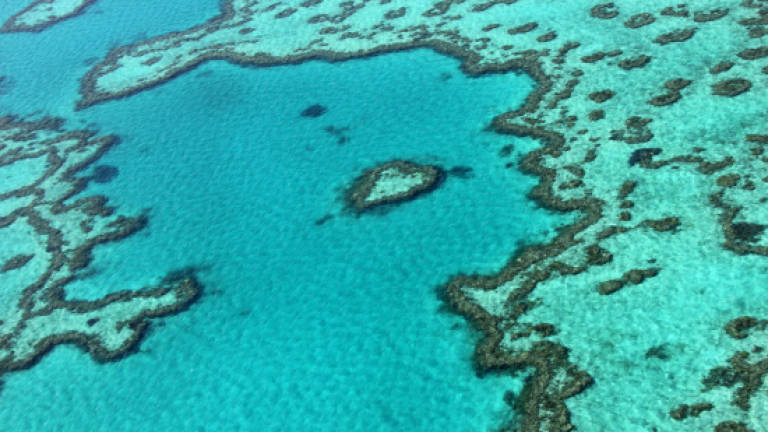 Great Barrier Reef a US$42b asset 'too big to fail': Study