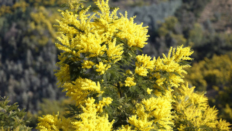 Mimosa, French perfume-makers' secret ingredient