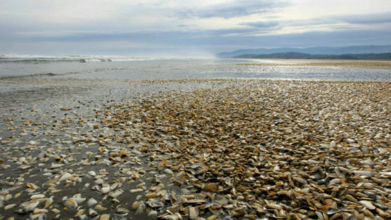 Wave of dead sea creatures hits Chile's beaches
