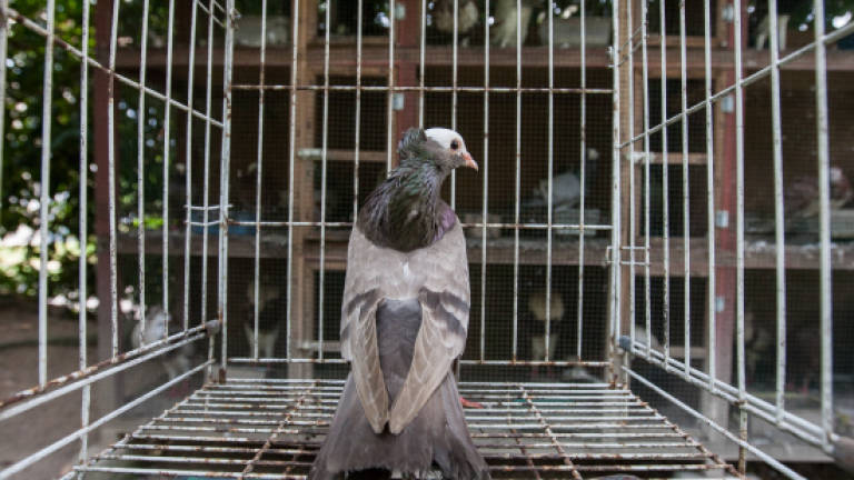 Teacher puffed up with his fancy pigeon hobby Teacher puffed up with his fancy pigeon hobby