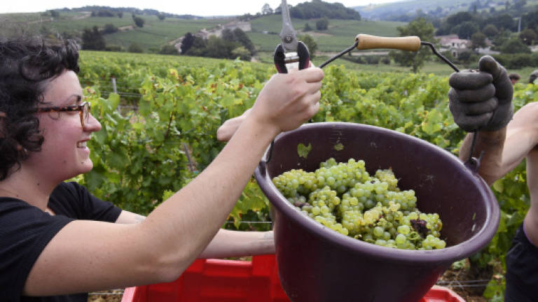 Rain, hail and drought: Organic French winemakers feel the pinch