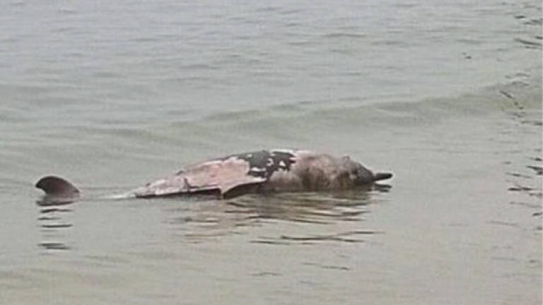 Malaysian Nature Society concerned over dead dolphins