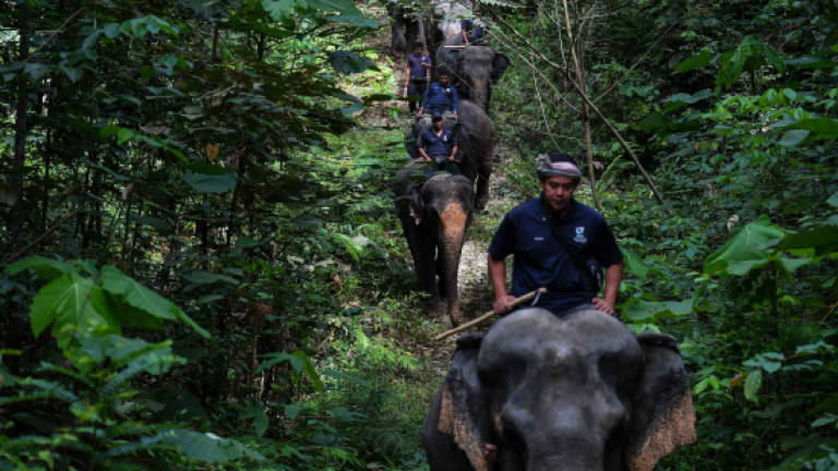 Elephant sanctuary trumpets effort to cut human-animal conflict