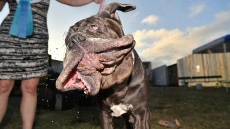 The unfairest of them all: jowly Martha named World's Ugliest Dog