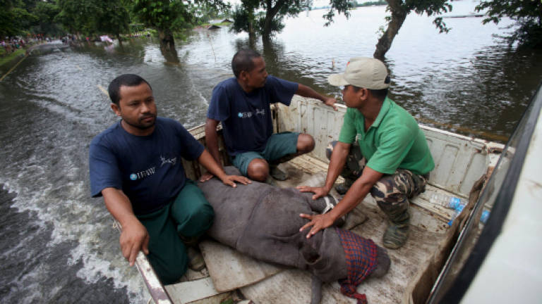 India appeals for help for baby rhinos rescued in floods