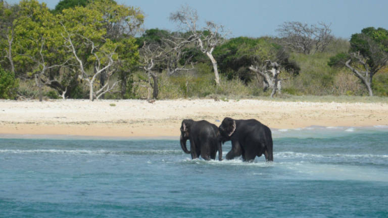 Sri Lanka navy rescues two elephants washed out to sea