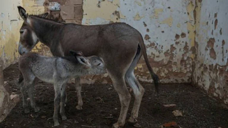 Botswana bans export of donkey products