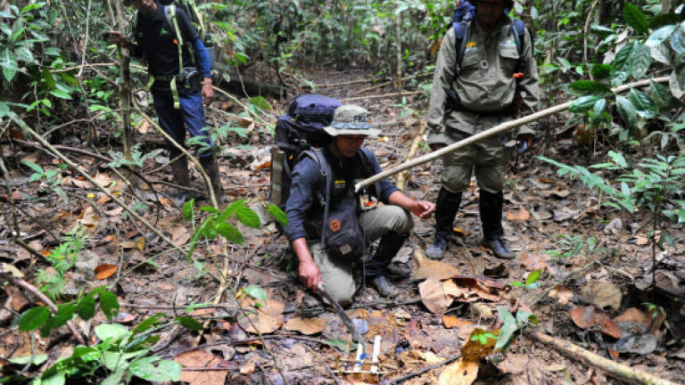 Indonesian rangers dismantle traps to save wildlife