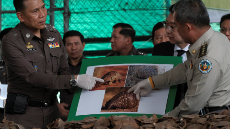 Thai cops seize record three tonnes of pangolin scales