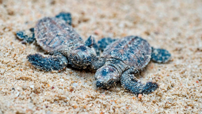 Over 100 endangered turtles hatch in Singapore