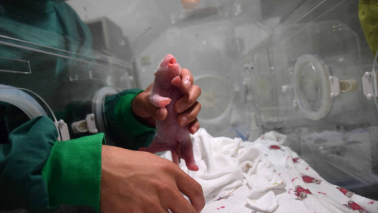 China welcomes world's first panda born to wild and captive parents
