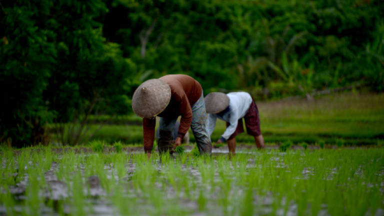 Farmers suffer losses due to pest attacks on paddy fields