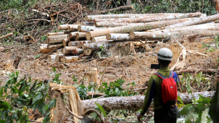 MTCC welcomes move for mandatory forest certification in Sarawak