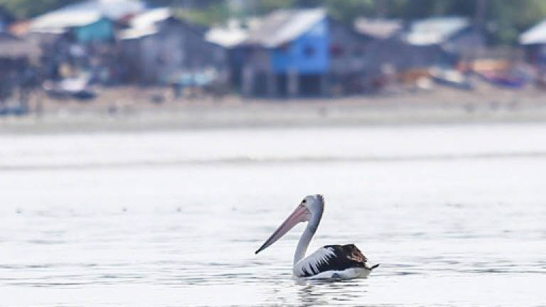 'Lost' Aussie pelican a hit in the Philippines