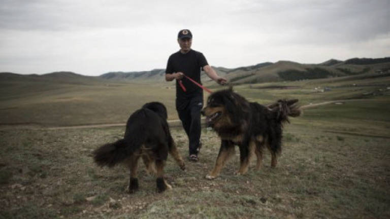 Mongolians' best friend: Saving herder dogs on the steppes
