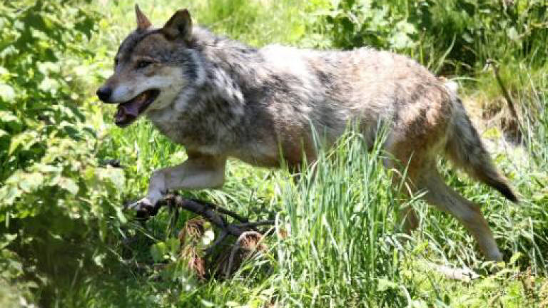 Wolf found in northern Belgium, first time in over 100 years