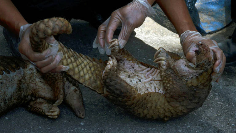 Men arrested for suspected illegal possession of a live pangolin