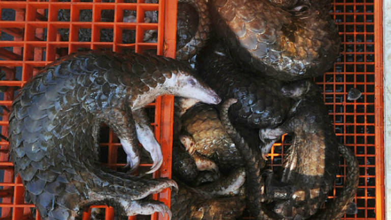 Malaysia rescues 140 pangolins from suspected smugglers