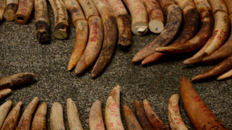 More than two tons of elephant ivory seized in Vietnam