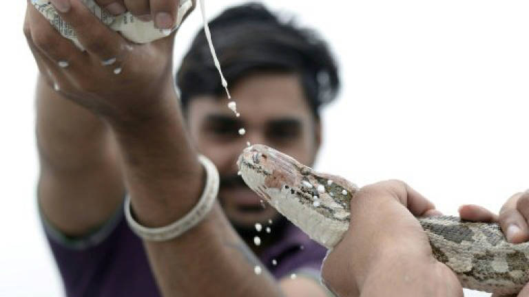 India blesses its snakes as charmers face the venom of modern life