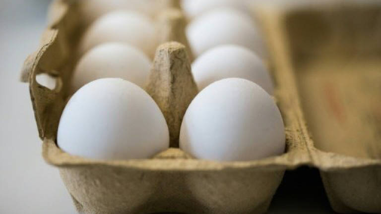 Luxembourg hit by tainted eggs scare