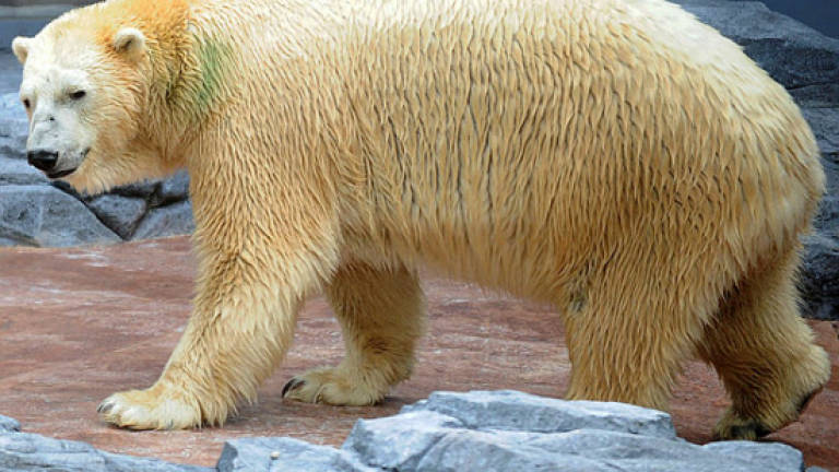Inuka, first polar bear born in the tropics, is put down