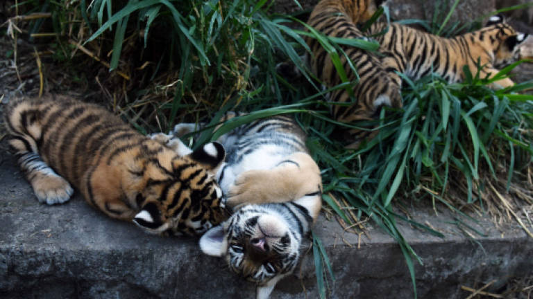 Four Bengal tigers born in El Salvador animal park