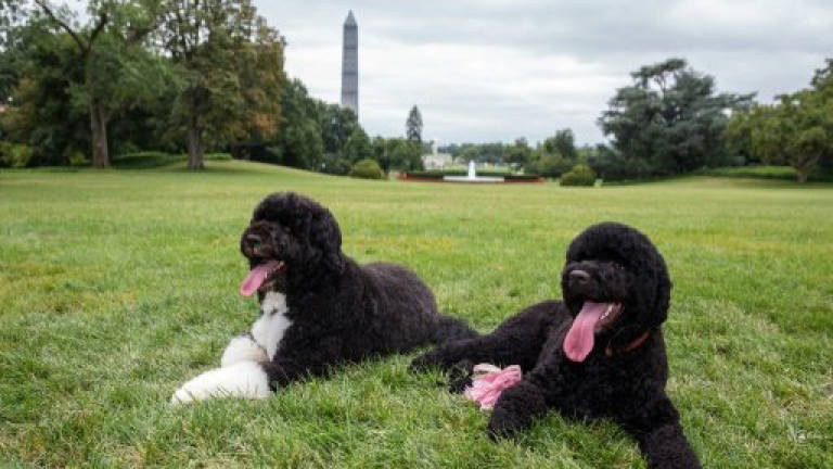 Obamas' dog, perhaps not taking transition well, bites visitor