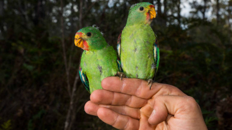 Massacre fears spark race to save rare Australia parrot