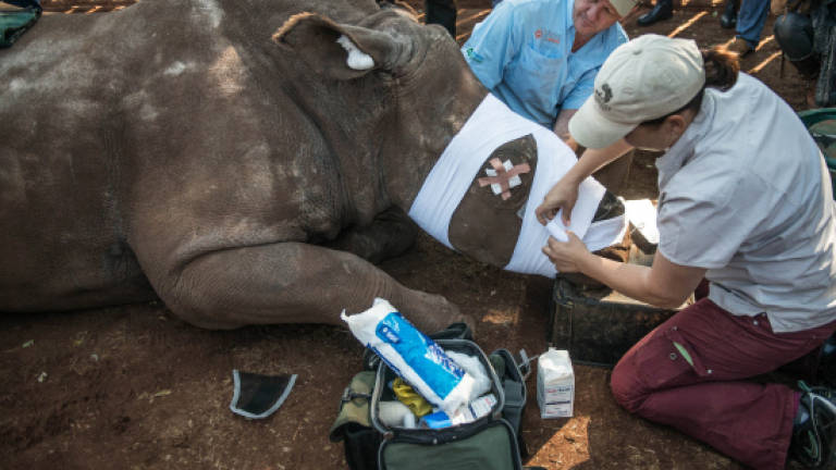 Mutilated rhino in S. Africa on long road to recovery