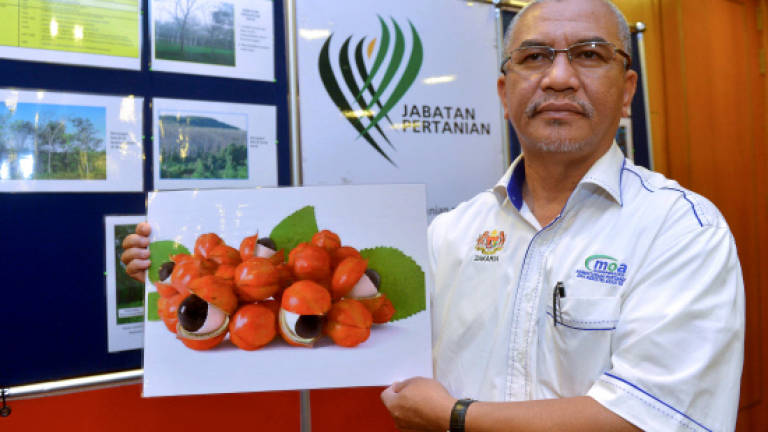 Prohibited guarana seeds causing salb disease found in Baling nursery Prohibited guarana seeds causing salb disease found in Baling nursery