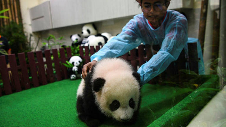 Panda cub makes first public appearance at Zoo Negara