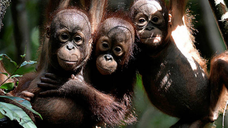 Indonesian orangutan brutally killed and eaten