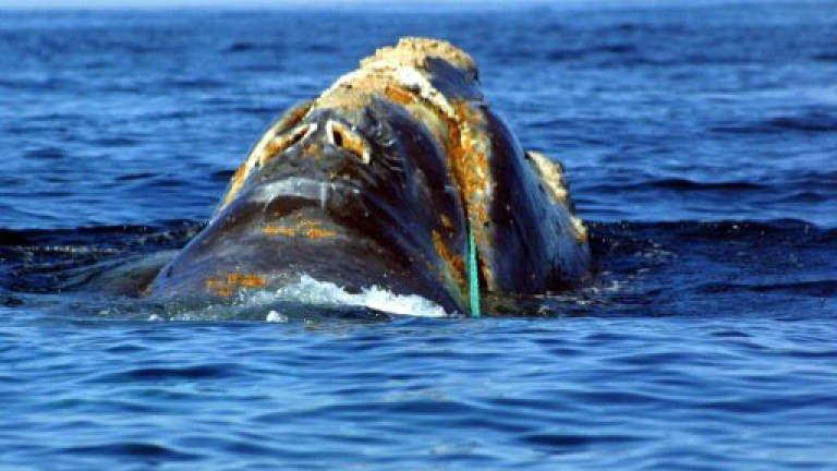 Canada will use 'all resources' to protect right whales