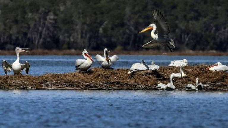 Albania's pelicans return to their lagoon 'kingdom'
