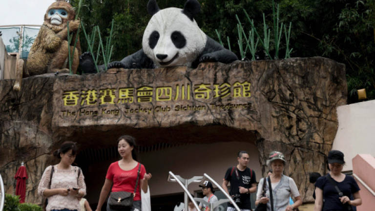 Hong Kong mourns world's oldest captive giant panda