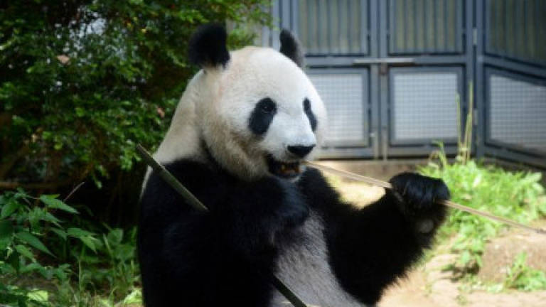 Baby bump: China eatery in Japan soars on pregnant panda hopes