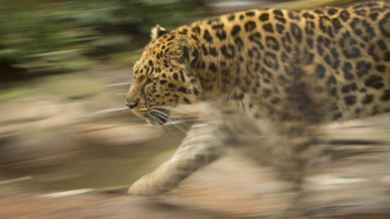 Nepal sends police, rangers on hunt for man-eating leopard